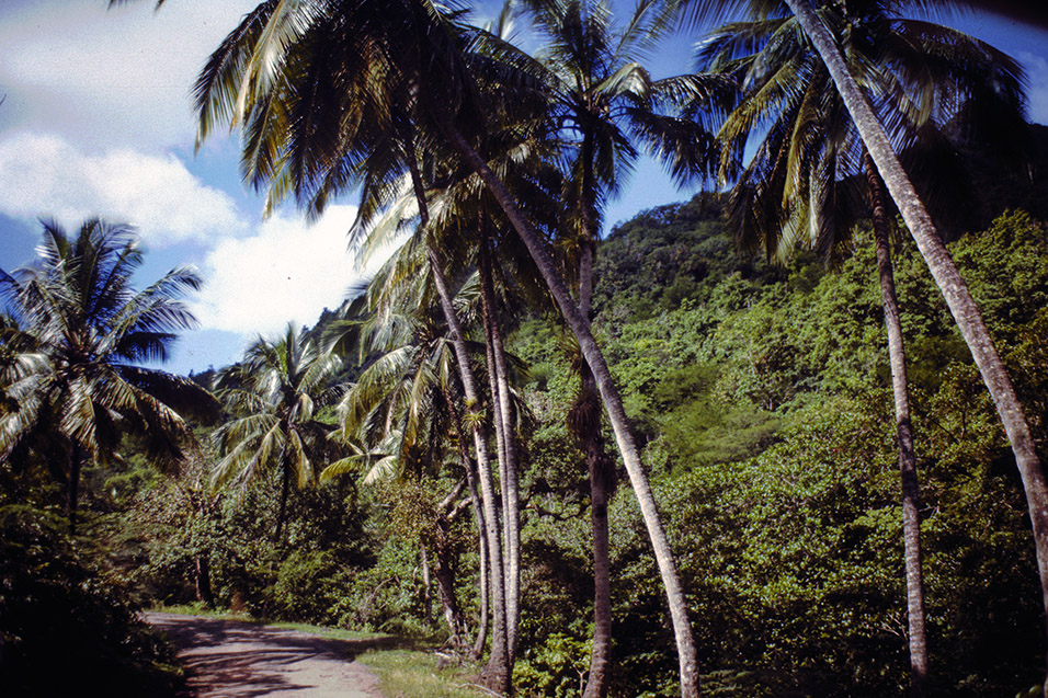 antigua/antigua_palm_jungle