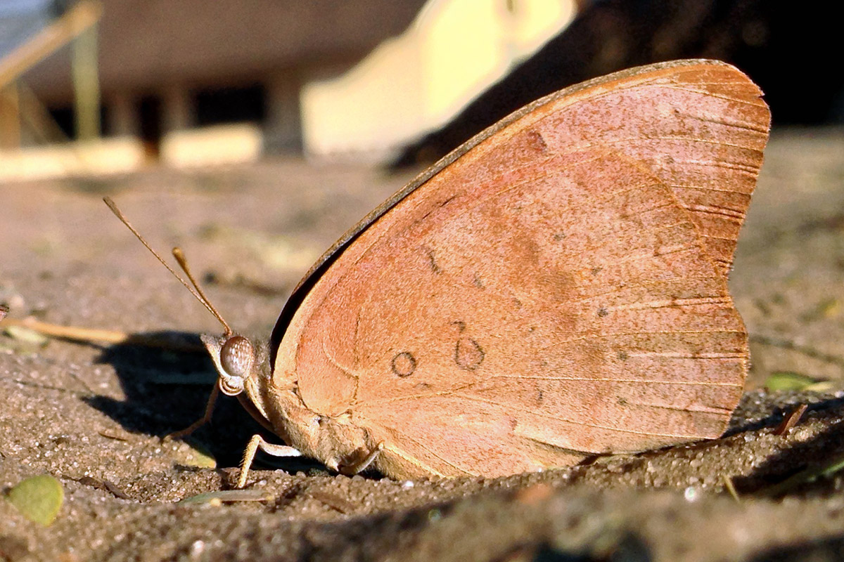 botswana/makgadikgadi_butterfly_ablution