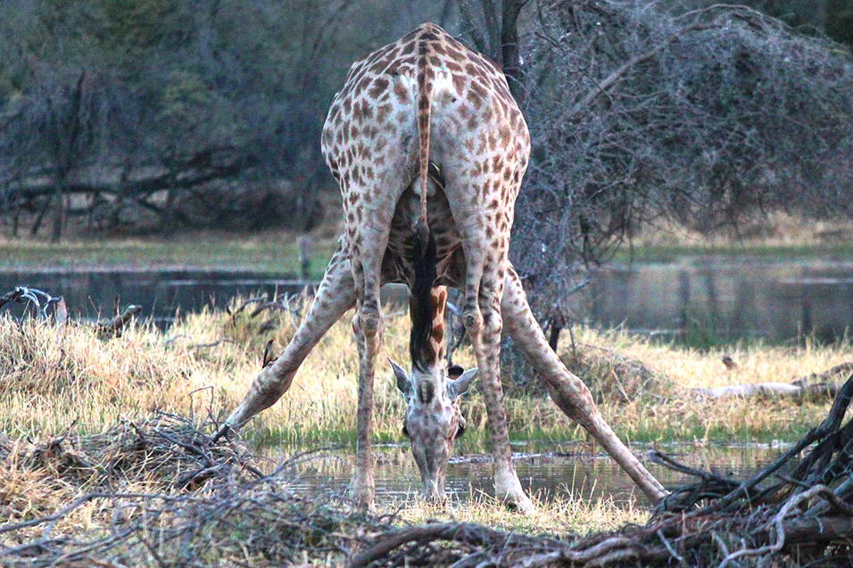 botswana/makgadikgadi_girafffe_drinking