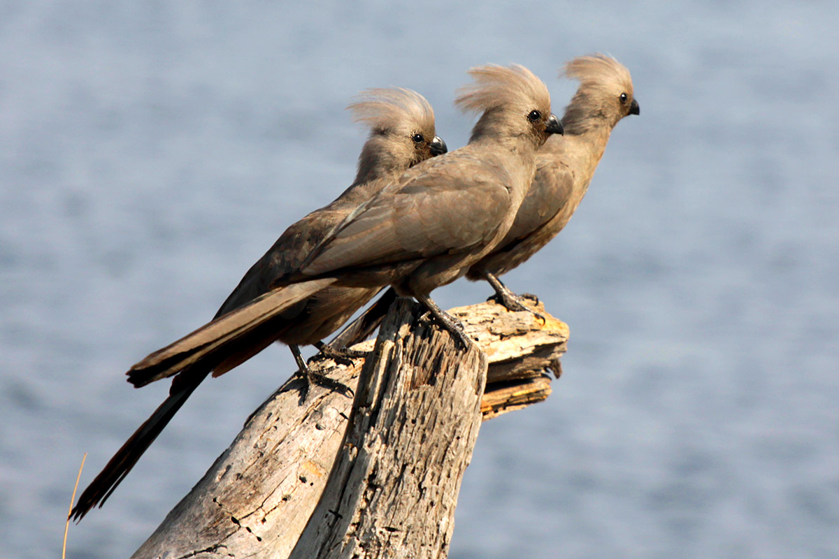 botswana/makgadikgadi_grey louries