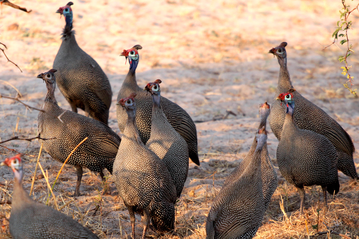 botswana/makgadikgadi_guinea_fowl_herd