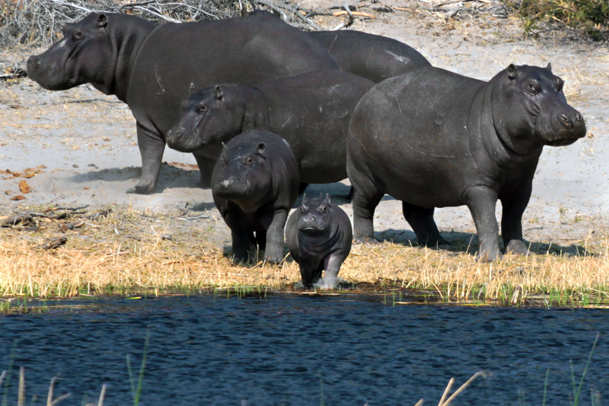 botswana/makgadikgadi_hippo_family