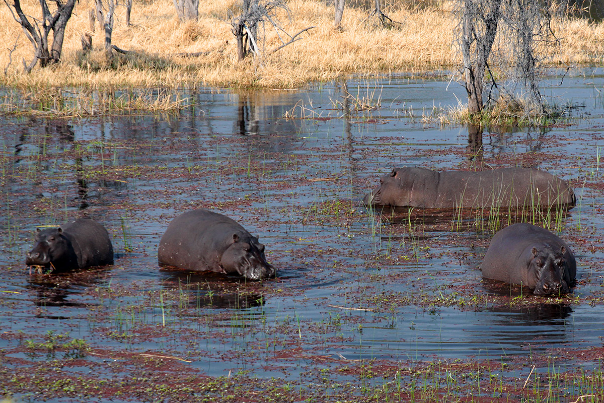 botswana/makgadikgadi_hippo_pools