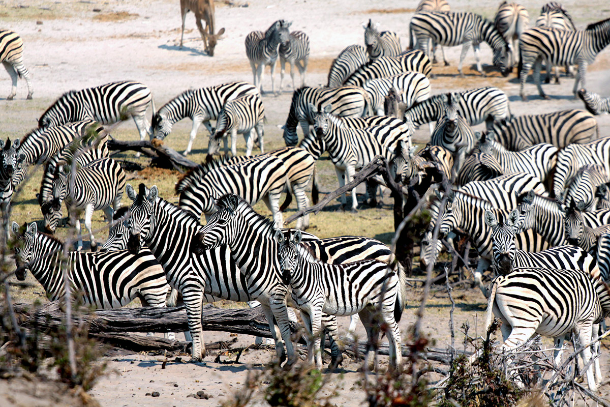 botswana/makgadikgadi_holy_zebra