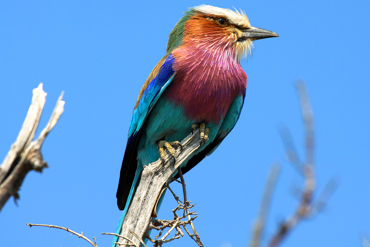 botswana/makgadikgadi_lilac_breasted_roller