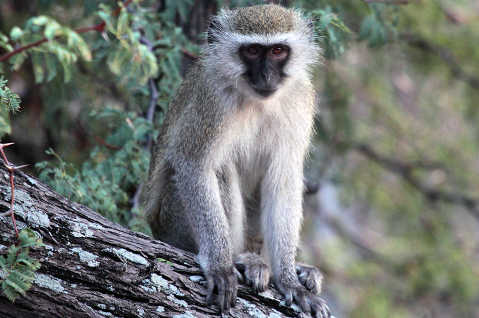 botswana/makgadikgadi_vertet_branch