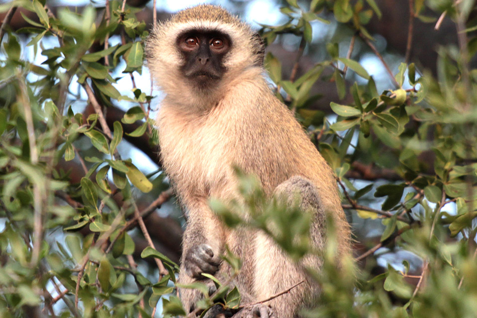 botswana/makgadikgadi_vervet_tree