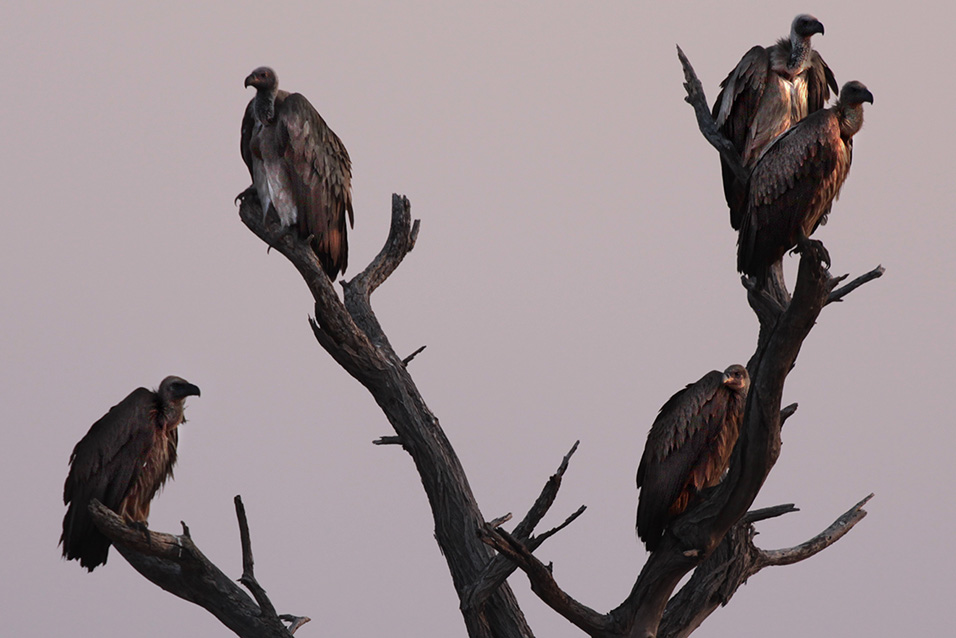 botswana/makgadikgadi_vultures_branch