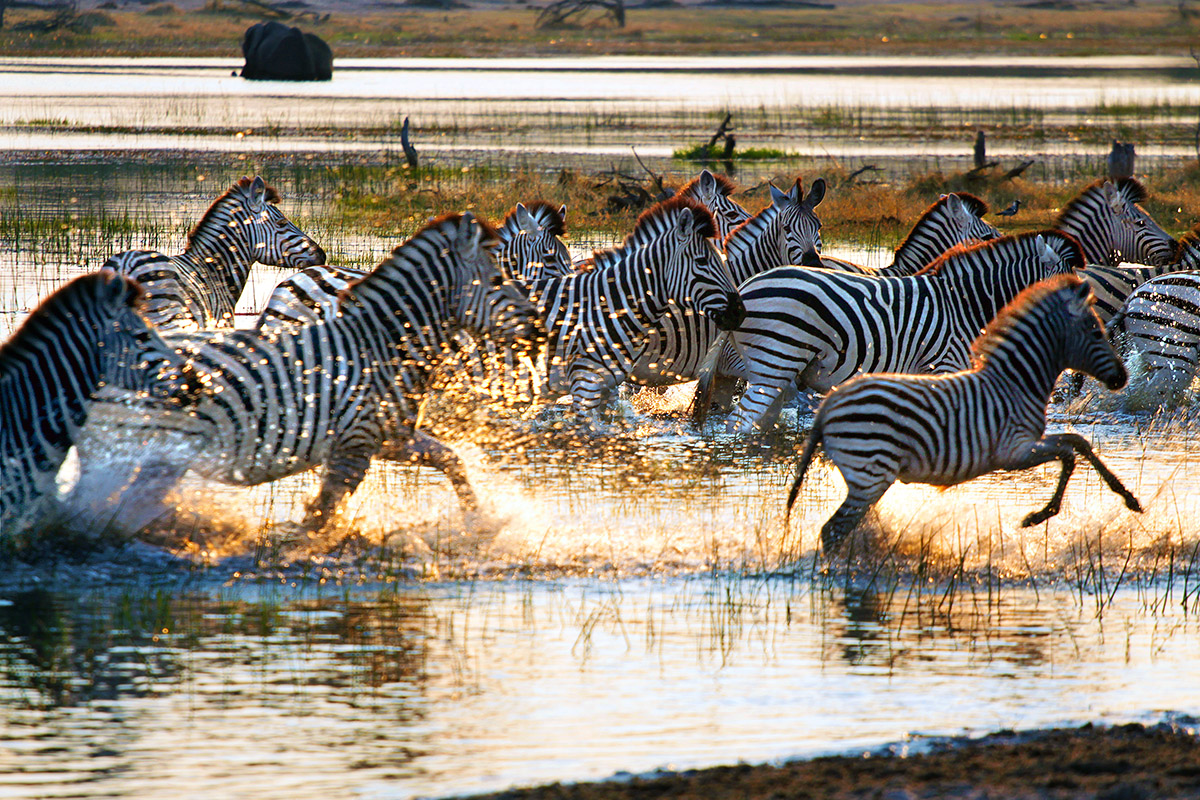 botswana/makgadikgadi_wild_zebra_river