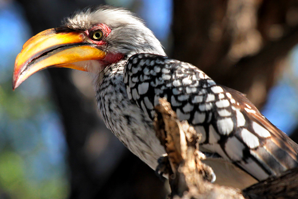 botswana/makgadikgadi_yellow_hornbill_tree