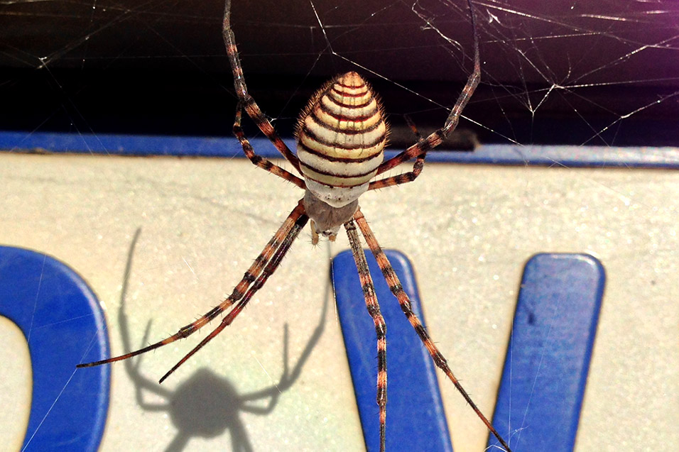 botswana/maun_old_bridge_spider