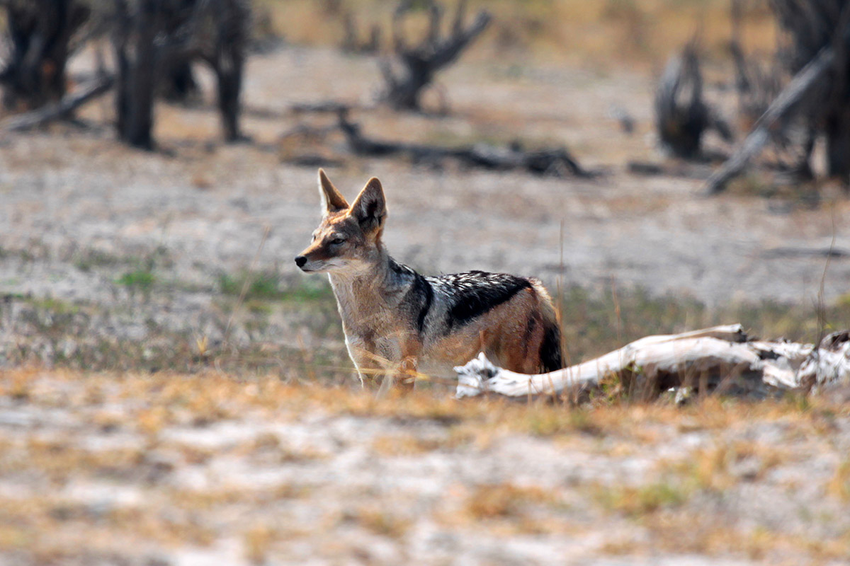 botswana/moremi_blackbacked_jackal