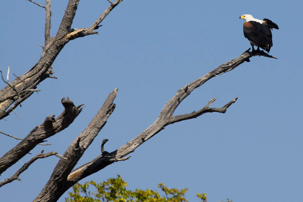 botswana/moremi_fish_eagle