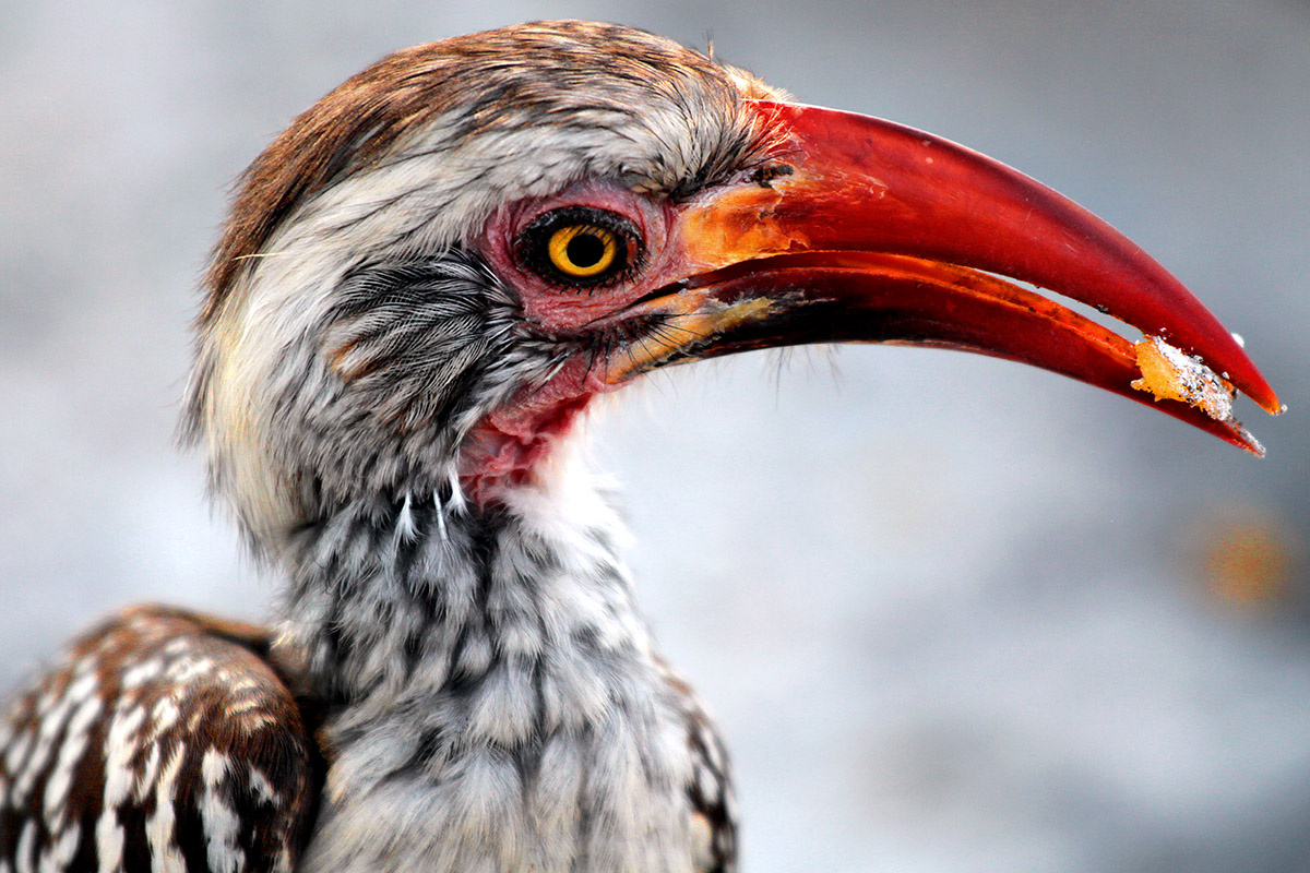 botswana/moremi_hornbill_beak_food_close