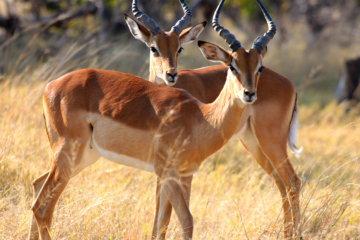 botswana/moremi_impala_bachelors