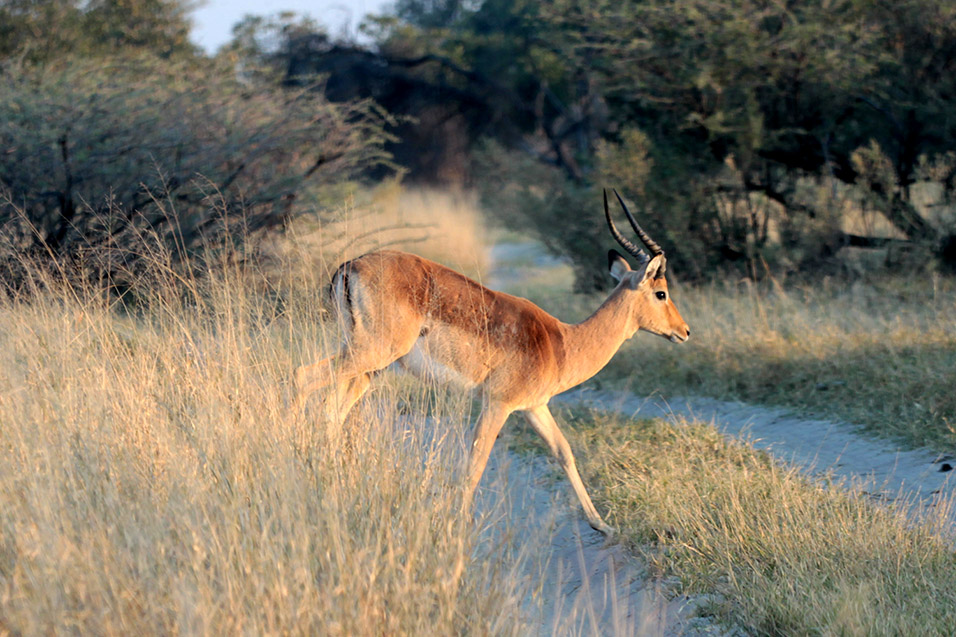 botswana/moremi_impala_crossing