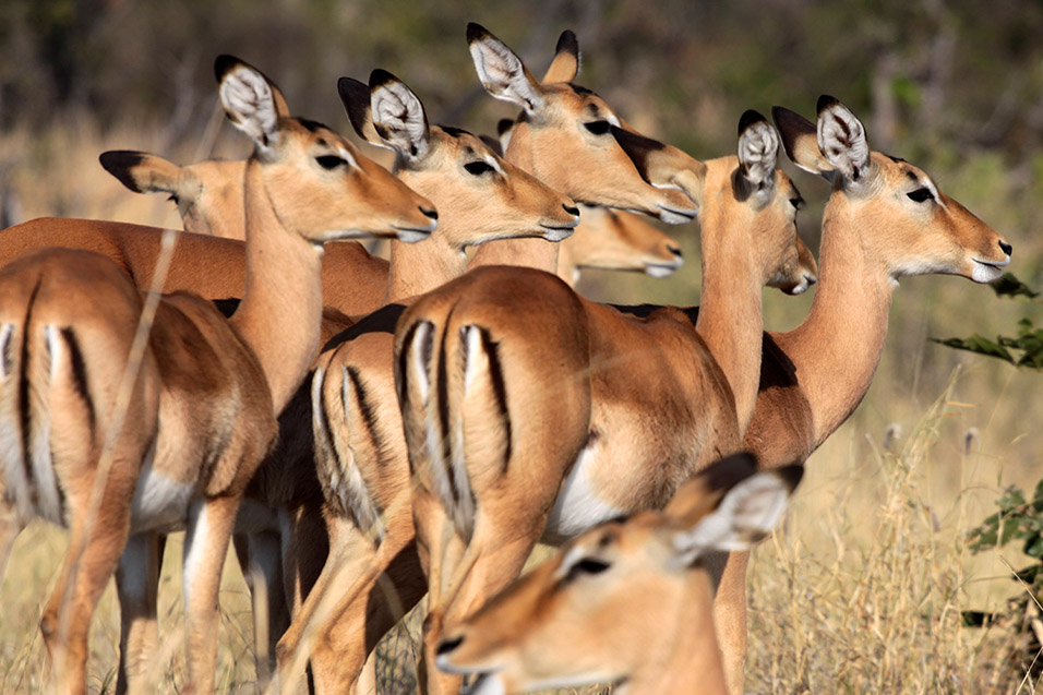 botswana/moremi_impala_listening