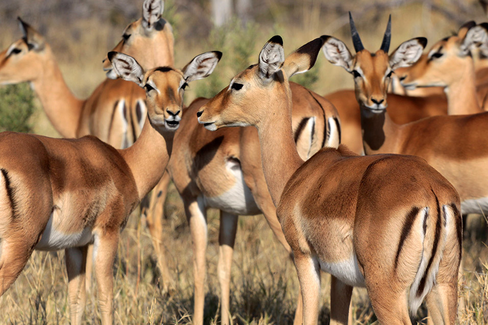 botswana/moremi_impala_lots