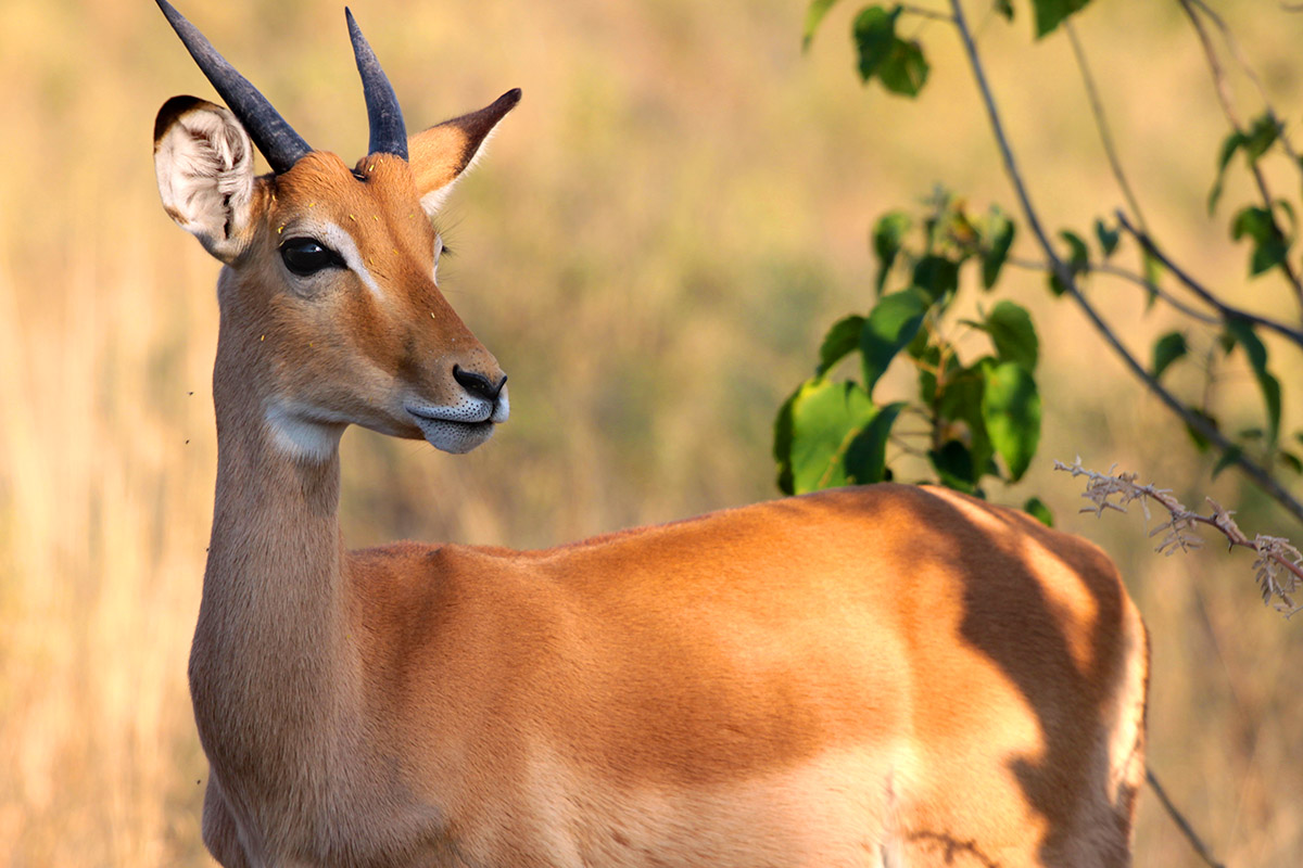 botswana/moremi_impala_male_looking