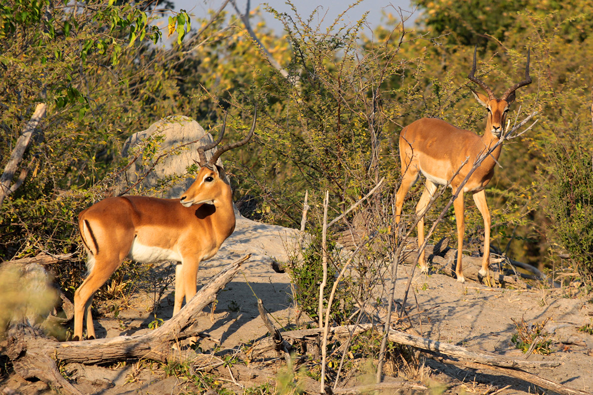 botswana/moremi_impala_male_two