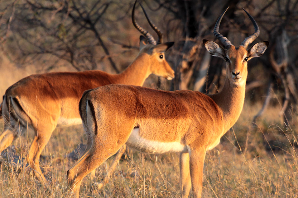 botswana/moremi_impala_male_young