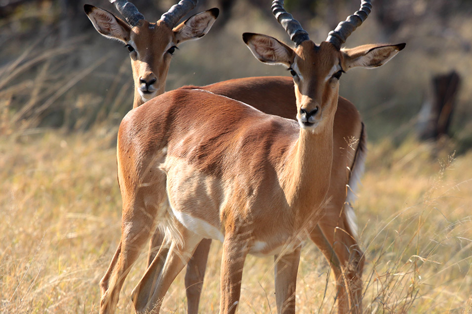 botswana/moremi_impala_males_looking