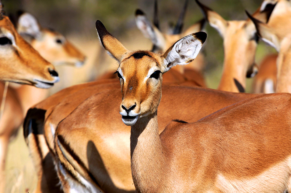 botswana/moremi_impala_portrait