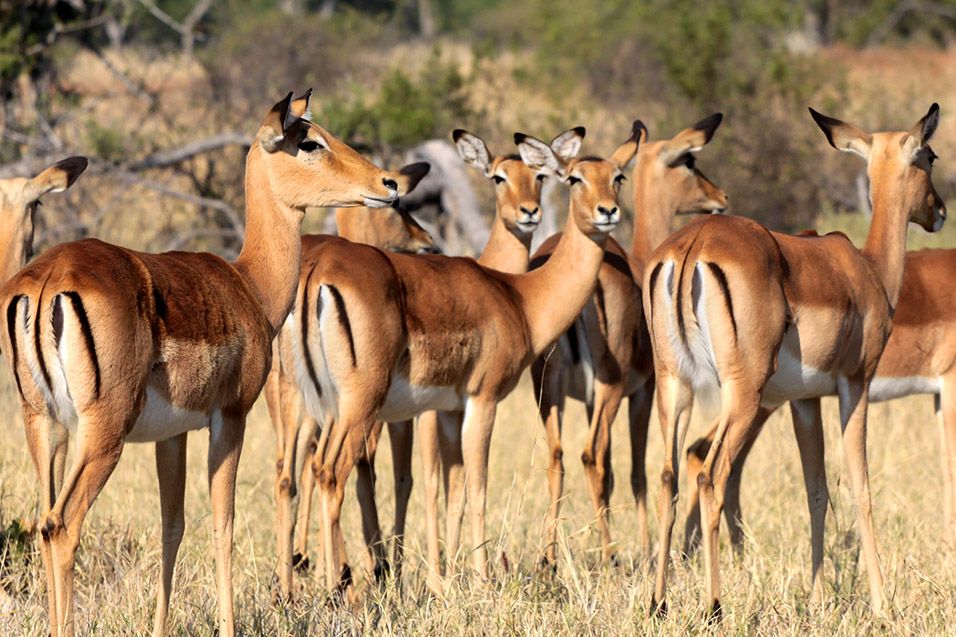 botswana/moremi_impala_ready