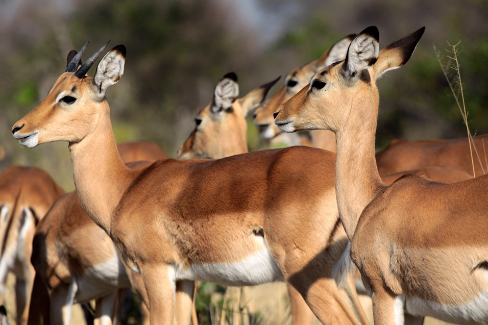 botswana/moremi_impala_sync