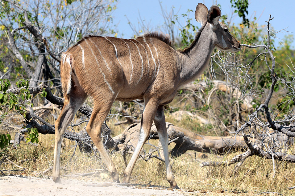 botswana/moremi_kudu_female