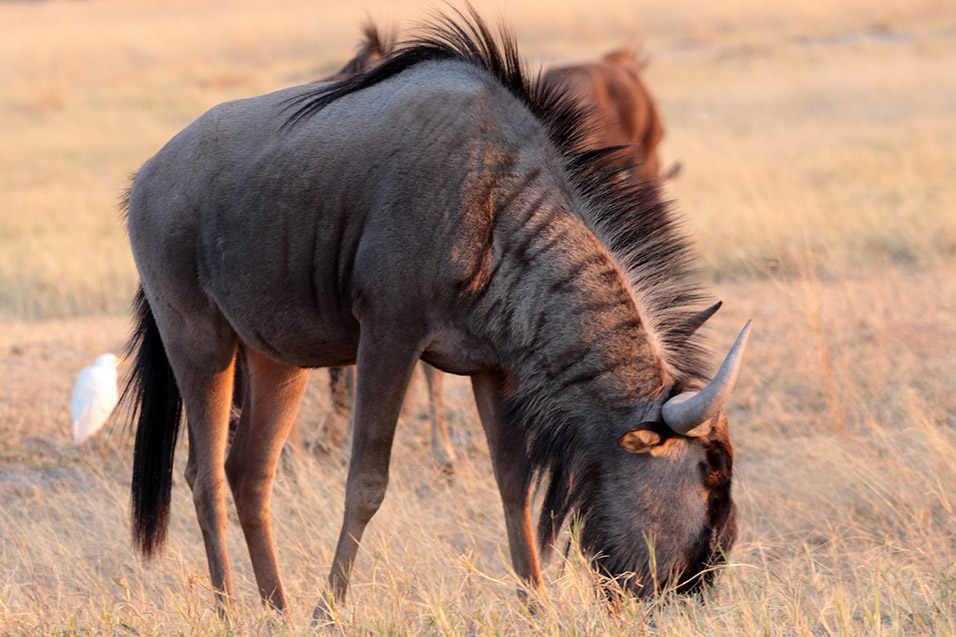 botswana/moremi_one_wildebeest