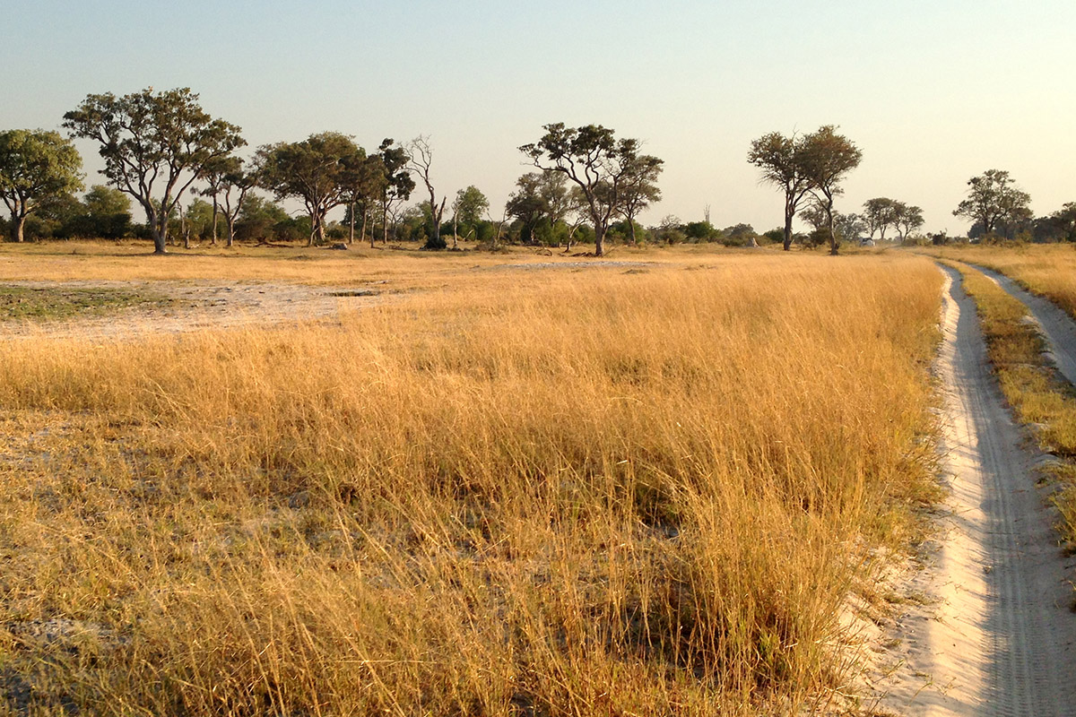 botswana/moremi_plains_sand_road