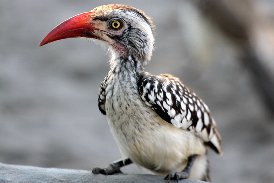 botswana/moremi_red_hornbill