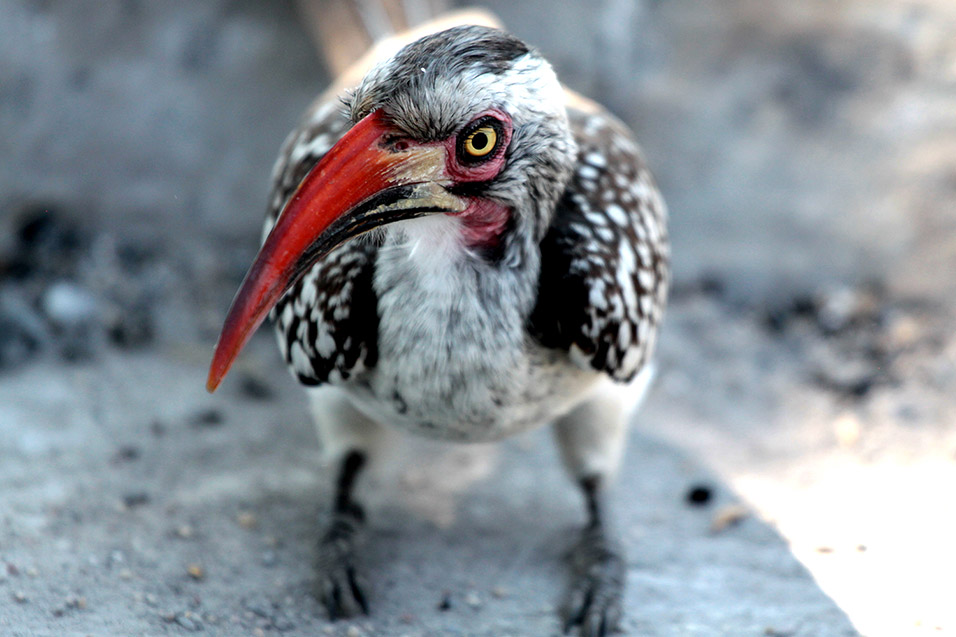 botswana/moremi_red_hornbill_currious