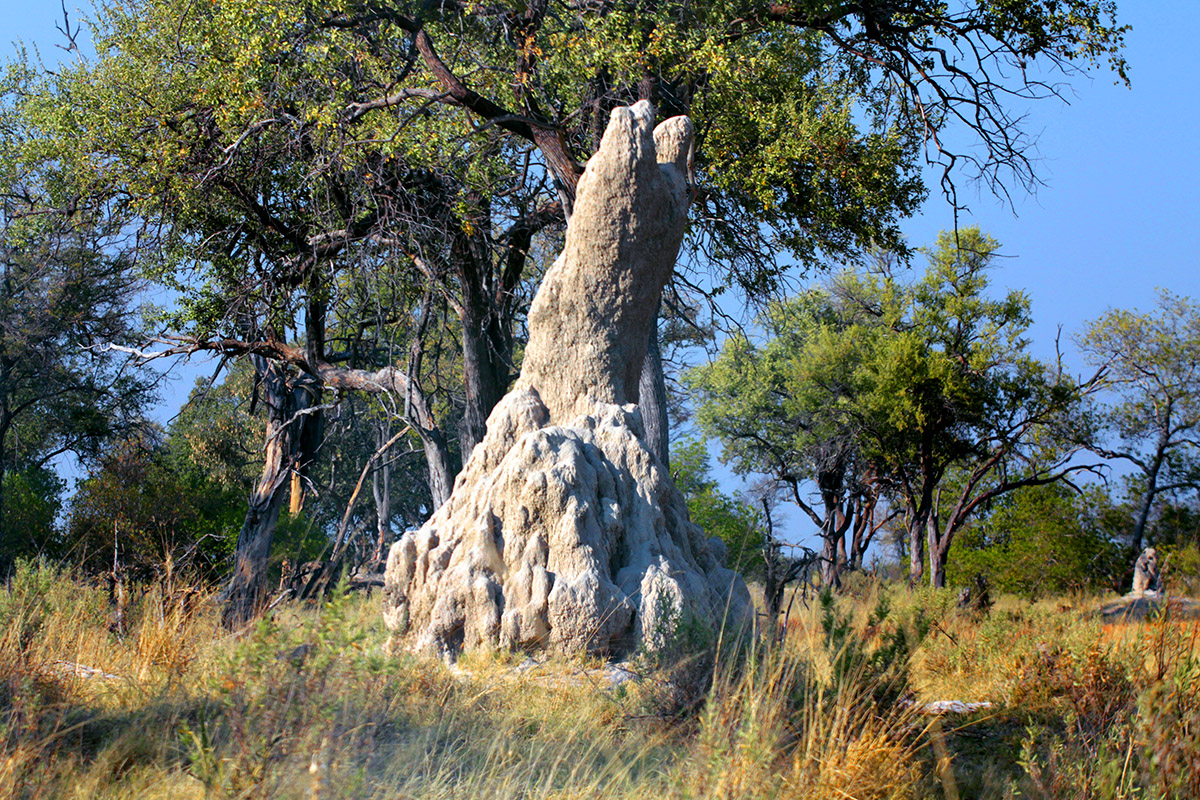 botswana/moremi_kudu_female