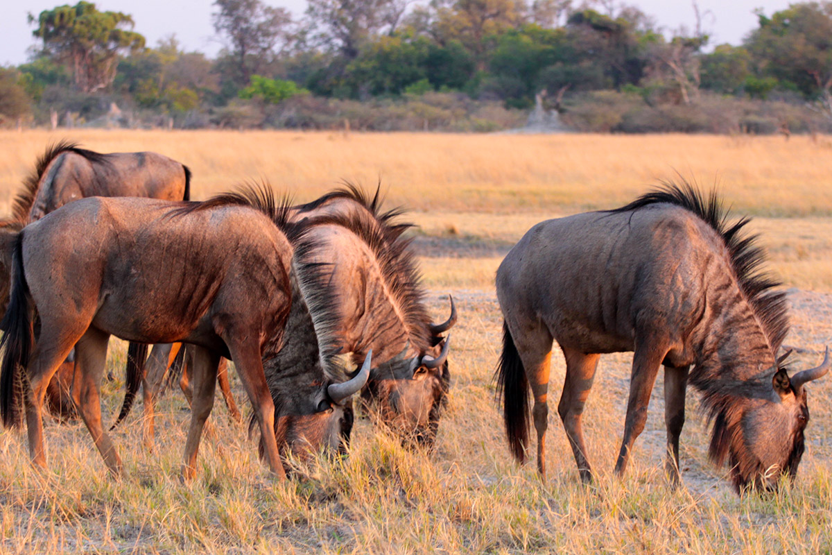 botswana/moremi_wildebeest_eating