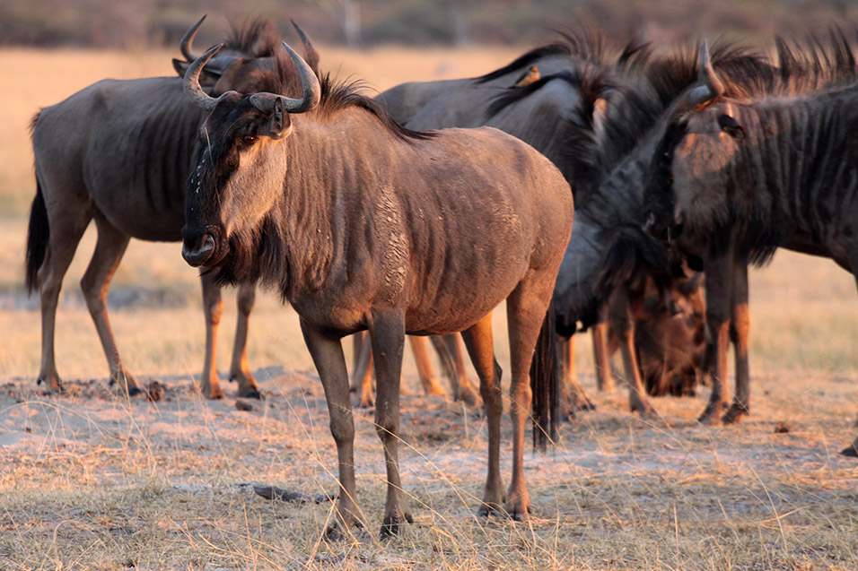 botswana/moremi_wildebeeste_sunrise