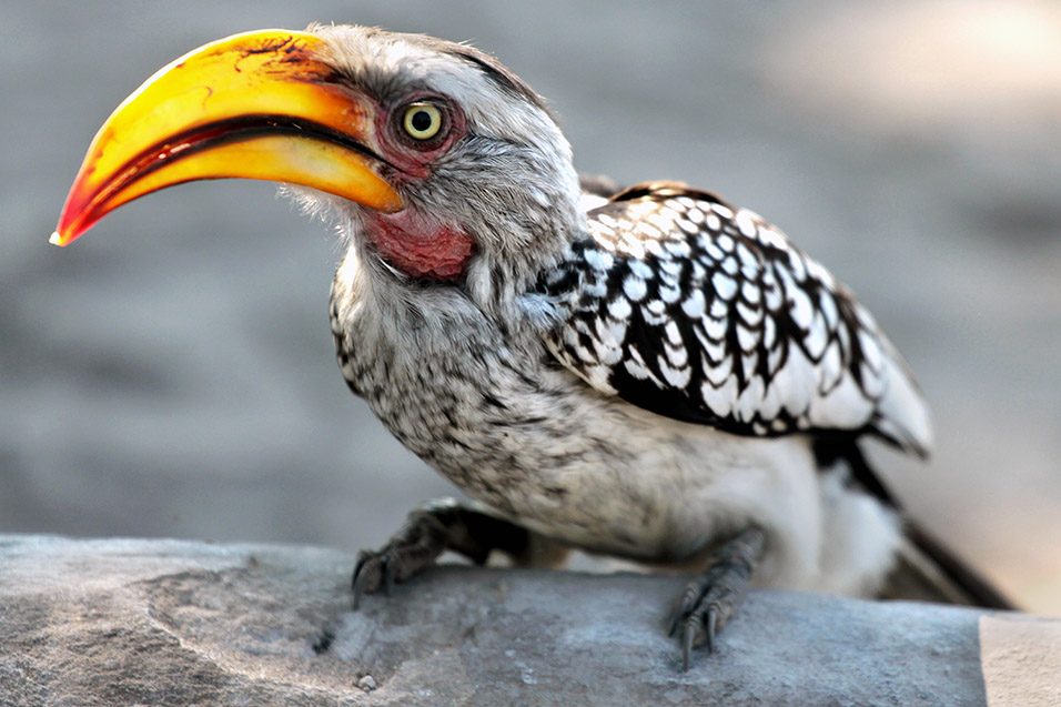 botswana/moremi_yellow_hornbill