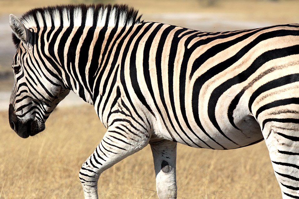 botswana/moremi_zebra_close