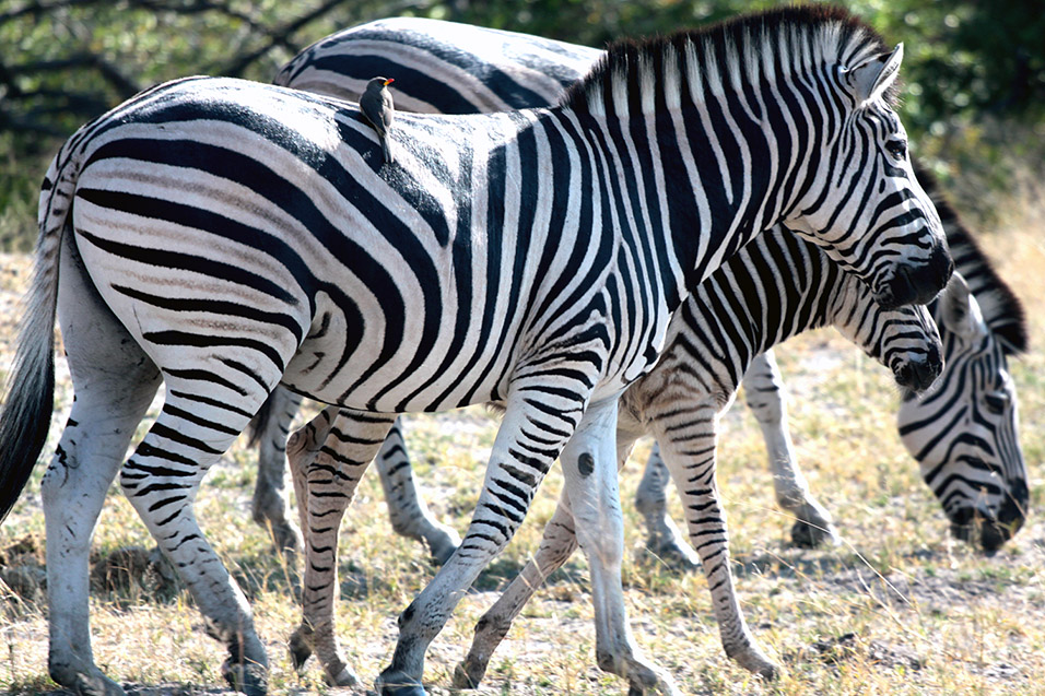 botswana/moremi_zebra_eating