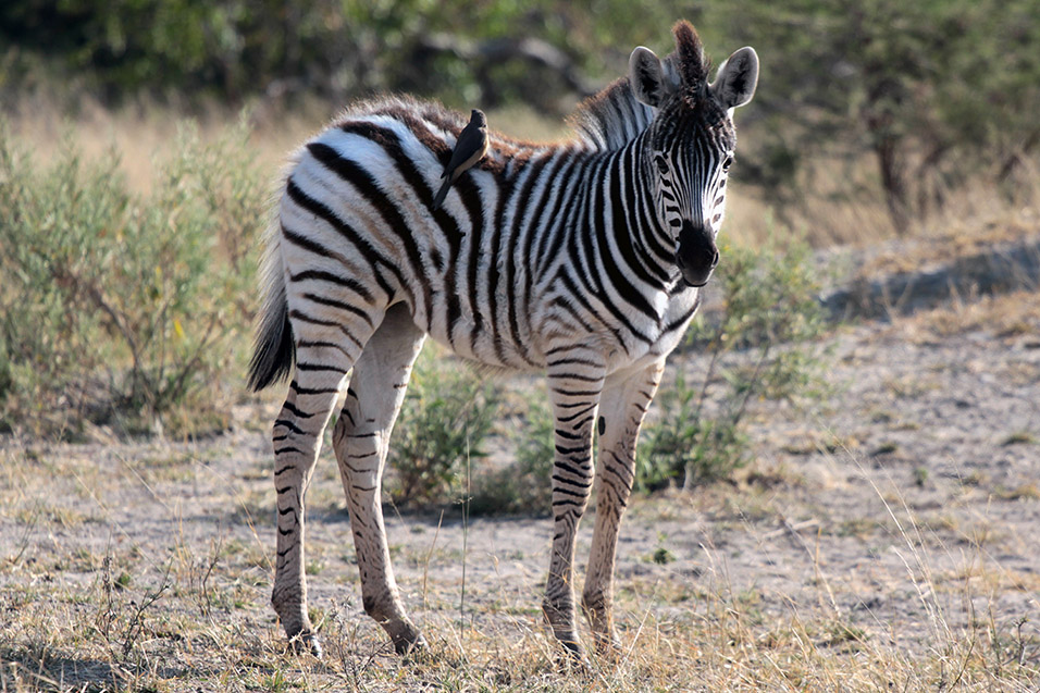 botswana/moremi_zebra_foal_bird