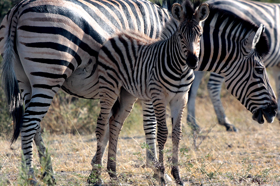 botswana/moremi_zebra_foal_parent_eating