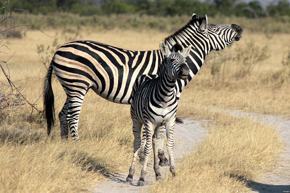 botswana/moremi_zebra_foal_pose