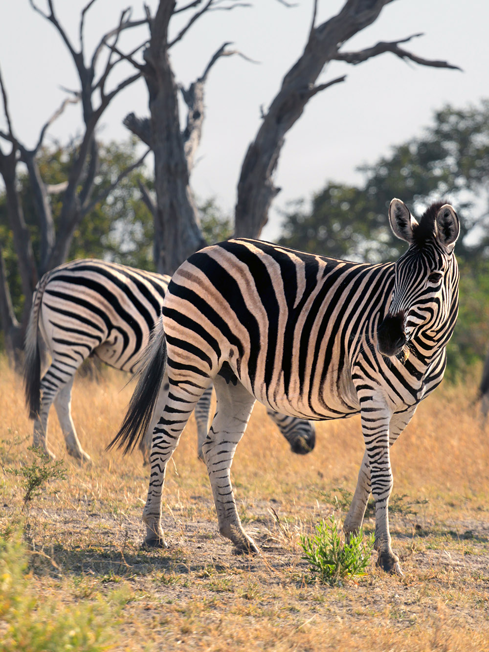 botswana/moremi_zebra_vert