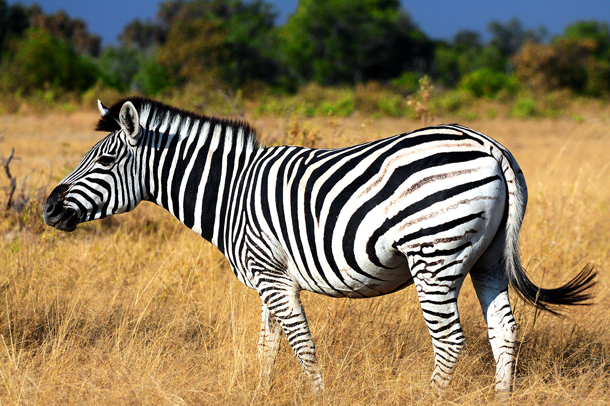 botswana/moremi_zebra_vibrant