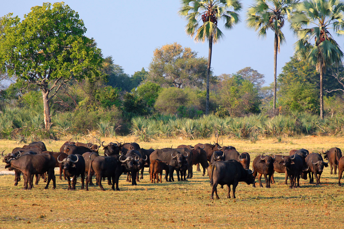 botswana/okavango_tubu_elephant_ears