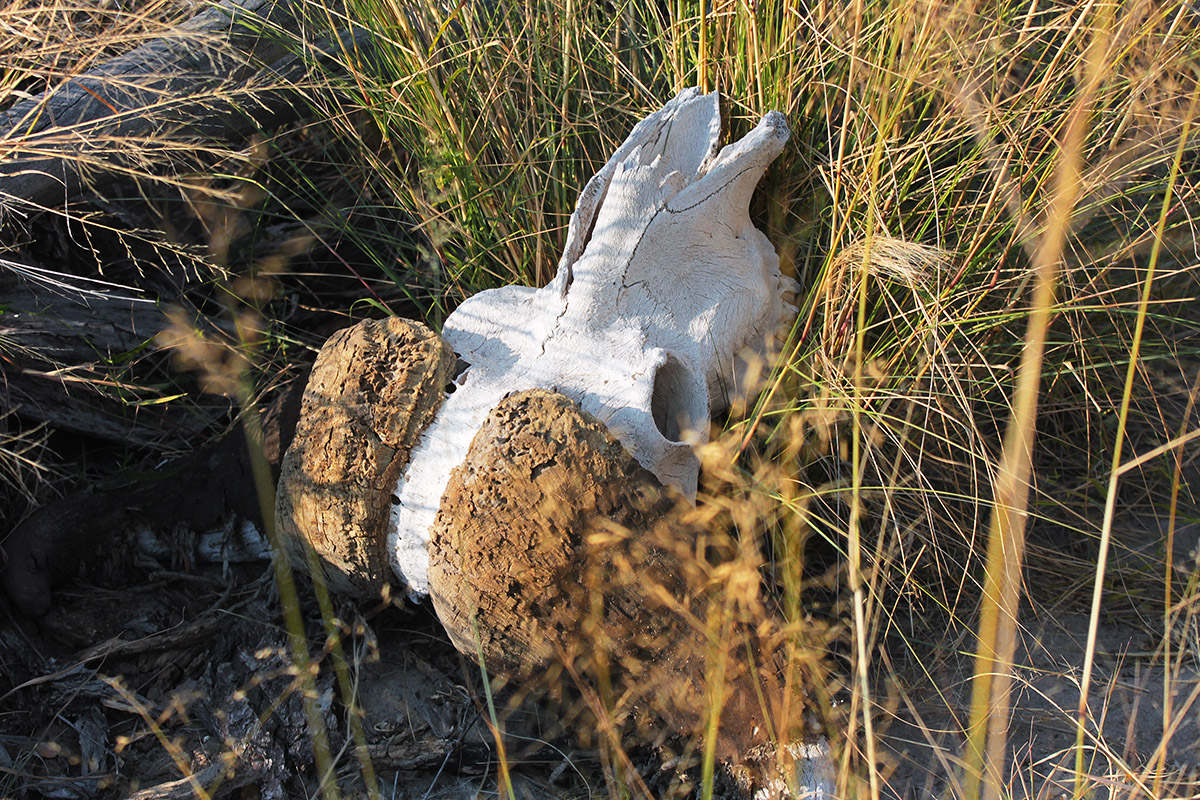 botswana/okavango_tubu_elephant_ears