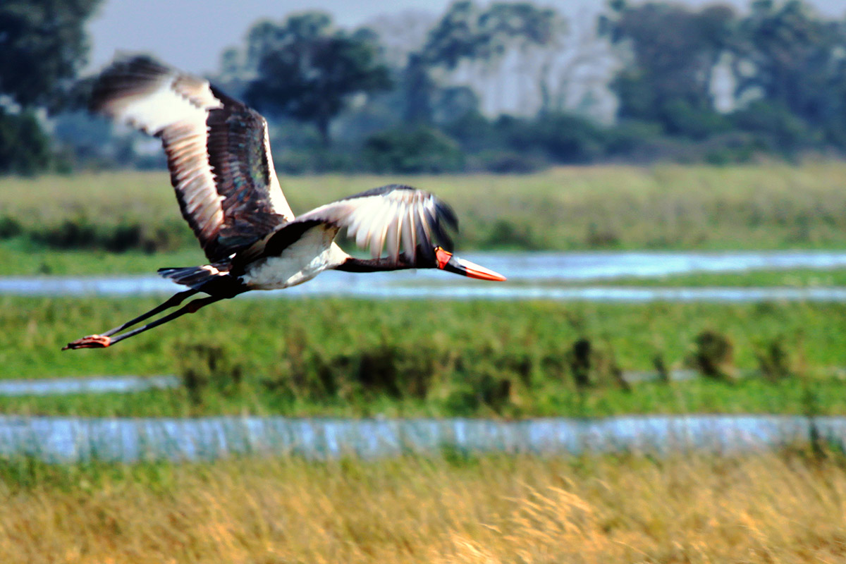 botswana/okavango_strok_crane_flying