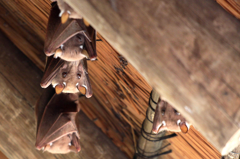 botswana/okavango_tubu_bats