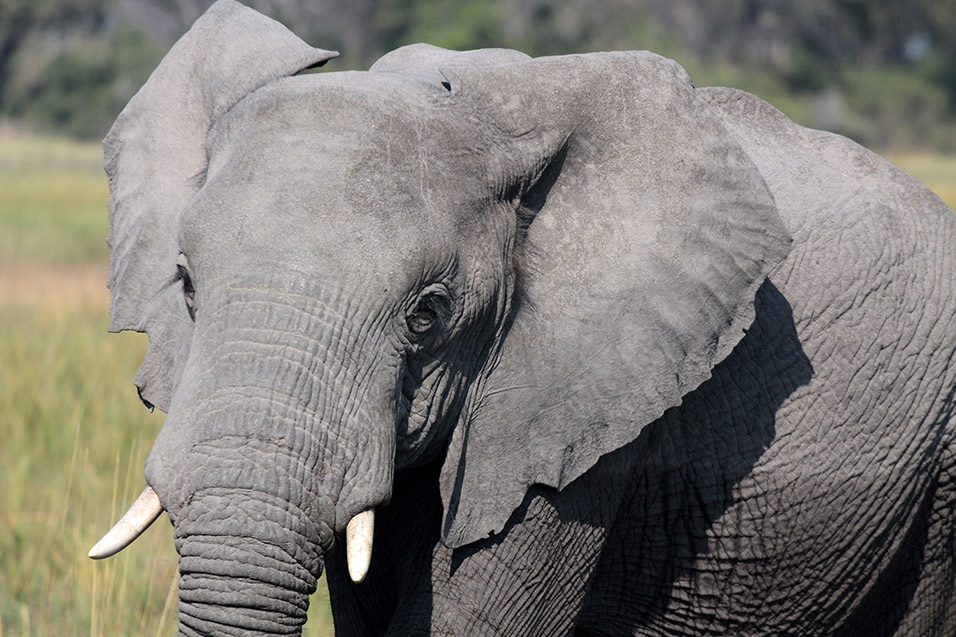 botswana/okavango_tubu_elephant_close